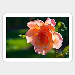 USA. Seattle. Rose Garden. Sticker